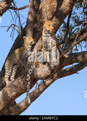 Leopardo, Pante pardus, madre e cucciolo in un albero, Khwai Riserva privata, Delta dell'Okavango, Botswana Foto Stock