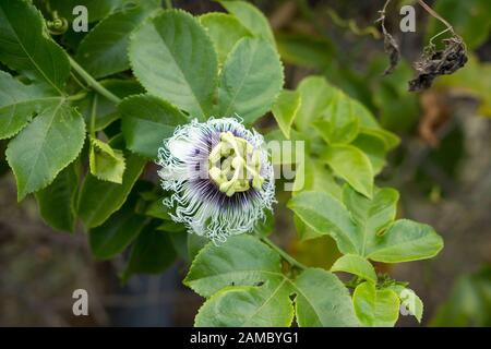 Fiore della Passiflora Foto Stock