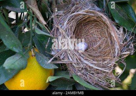 Nido d'uccello con uovo Foto Stock