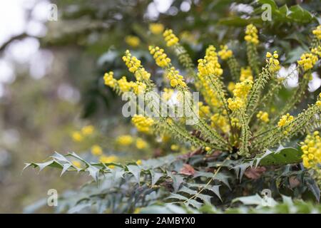 Mahonia x media 'Carità' arbusto. Foto Stock