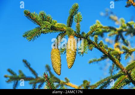 I coni di abete rosso verde si trovano sul ramo nella giornata di sole ed emettono resina Foto Stock