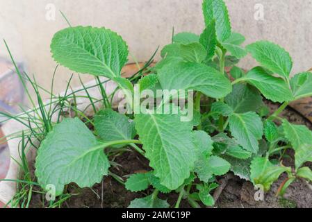 Primo piano sano menta messicana Plectranthus Amboinicus crescente in vaso in Vietnam Foto Stock