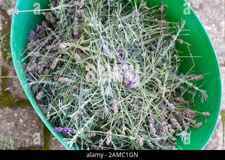 Lavandula angustifolia - Rifilatura fiori di lavanda Foto Stock