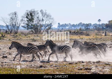 Mandria di zebra di Burchell, Equus quagga burchellii, running, Macatoo, Okavango Delta, Botswana. Conosciuto anche come pianure o ZEBRA comune Foto Stock