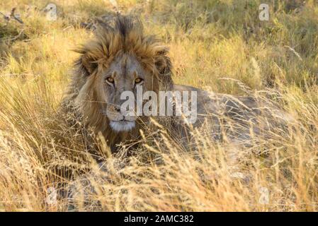 Leone maschio, leone Panthera, in erba lunga, Macatoo, Delta Okavango, Botswana Foto Stock