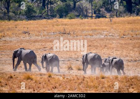 Elefante Africano, Loxodonta Africana, Macatoo, Delta Dell'Okavango, Botswana Foto Stock