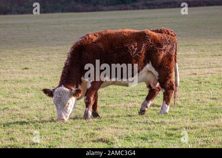Una mucca di Hereford che mangia erba in un campo Foto Stock