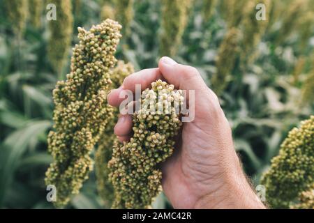 Agricoltore esaminando Sorghum bicolor raccolto in campo, stretta di mano maschio Foto Stock