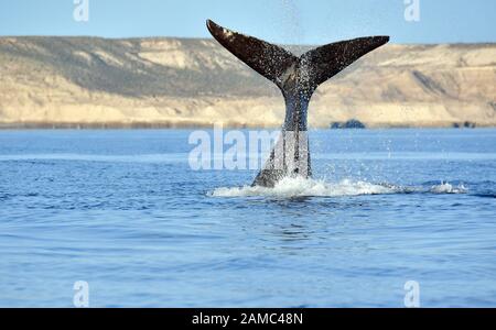 Balena destra meridionale, Eubalaena australis, Südkaper, baleina franche australe, Penisola di Valdes, provincia di Chubut, Argentina, Sud America Foto Stock