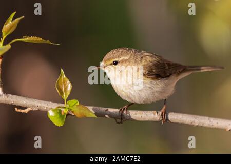 chiffchaff comune si trova su un ramo sottile Foto Stock