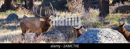 Rocky Mountain Elk Cervus canadensis che chiede il suo harem in un prato in Colorado Foto Stock