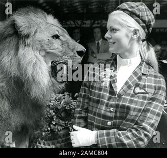 Vivi maschi Lion utilizzato negli anni settanta come uno strumento di pubblicità. Voli per l'America con British Caledonian. Foto Stock