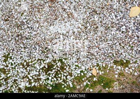 La tessitura di terra con piccole bianco pietre di marmo e crescente muschio verde e alcune foglie cadute. Le macerie e moss su terra Foto Stock
