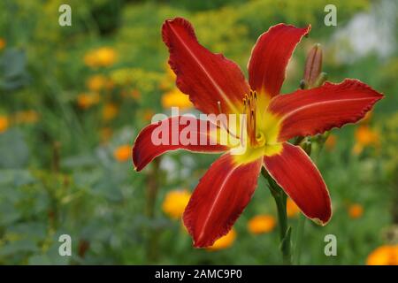 Venusian calore. Fiori rossi daylily. Bellissimi fiori rossi daylily. Gola giallo. Red daylilies blossom in estate. Foto Stock