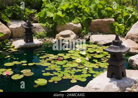 Stagno con rosa, bianco rosso e giallo Nymphaea - Water Lilies, pagode delimitato da Petasites japonicus - Butterbur piante in tarda primavera in giardino Zen. Foto Stock