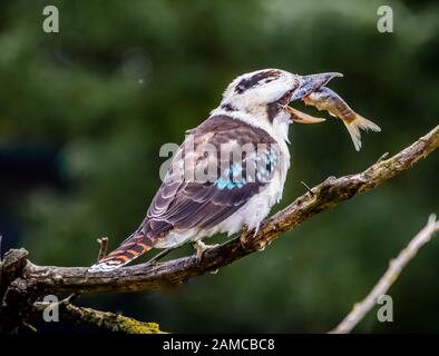 Kookaburra uccelli provenienti da Australia seduto su un ramo nella boccola mangiare pesce Foto Stock