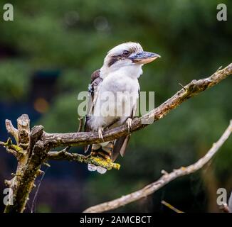 Kookaburra uccelli provenienti da Australia seduto su un ramo nella boccola mangiare pesce Foto Stock