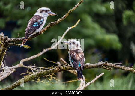 Kookaburra uccelli provenienti da Australia seduto su un ramo nella boccola mangiare pesce Foto Stock