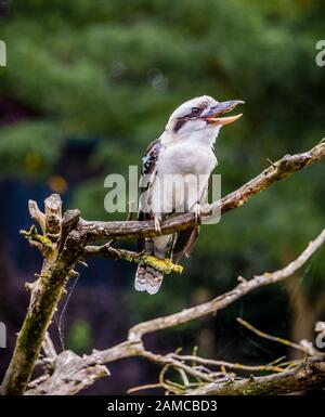 Kookaburra uccelli provenienti da Australia seduto su un ramo nella boccola mangiare pesce Foto Stock