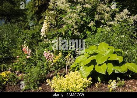 Confine piantato con Hosta pianta e fiore bianco Persicaria polimorfa - fiori di Fleece in giardino privato cortile a fine primavera. Foto Stock