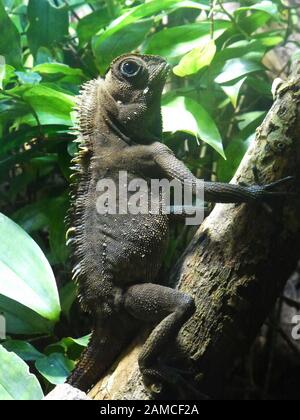 Bell lucertola anglehead appollaiato su un albero. Lo zoo di Chester Foto Stock