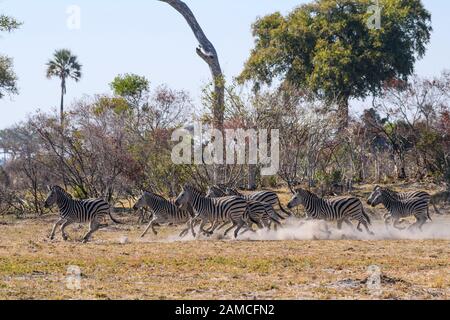 Mandria di zebra di Burchell, Equus quagga burchellii, running, Macatoo, Okavango Delta, Botswana. Conosciuto anche come pianure o ZEBRA comune Foto Stock