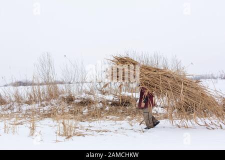 L'inverno. Un uomo cammina attraverso la neve portante un enorme pacco di lamelle a secco sul suo retro. Foto Stock