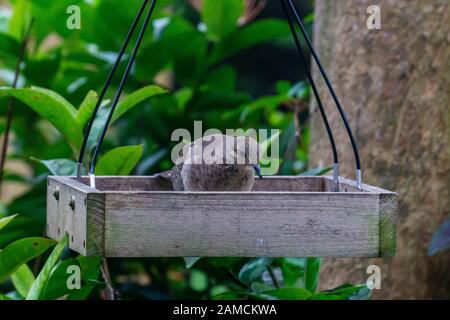 Lutto dove (Zenaida macroura) alimentazione ad un alimentatore di uccello piattaforma di cortile, Stuart, Florida, Stati Uniti Foto Stock