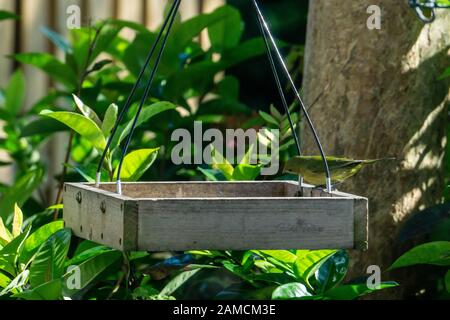 Green femmina o Immaturo maschio Dipinto Bunting (Passerina ciris) in un cortile piattaforma di uccello alimentatore a Stuart, Florida, Stati Uniti Foto Stock