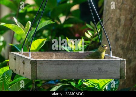 Green femmina o Immaturo maschio Dipinto Bunting (Passerina ciris) in un cortile piattaforma di uccello alimentatore a Stuart, Florida, Stati Uniti Foto Stock