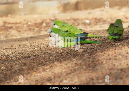 Il gregge di parrocchetti monaco (Myiopsitta monachus) che si nutrono a terra, Beer Sheva, Israele Foto Stock