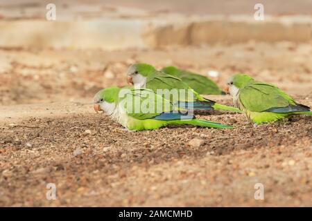 Monaci parrocchetti (Myiopsitta monachus) nutrirsi a terra sotto l'albero ficus, Beer Sheva, Israele Foto Stock