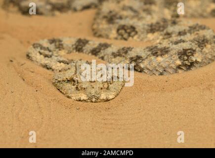 Cerastes cerastes, il viper del deserto cornuto, deserto di Negev, Israele Foto Stock