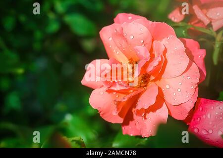 Rosa rosa aperto su sfondo verde. Fiore illuminato da sole di mezzogiorno con gocce di pioggia sui petali Foto Stock