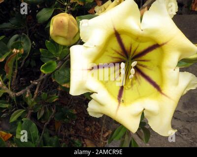 Goldkelch-Wein Solandra maxima, Goldkelchwein, blühend, Nahaufnahme, Los Llanos de Aridane, La Palma, Kanarische isole, Spanien Foto Stock