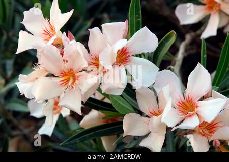 Oleandro (Nerium oleander), lachsfarbene ibrido, El Quseir, Ägypten Foto Stock