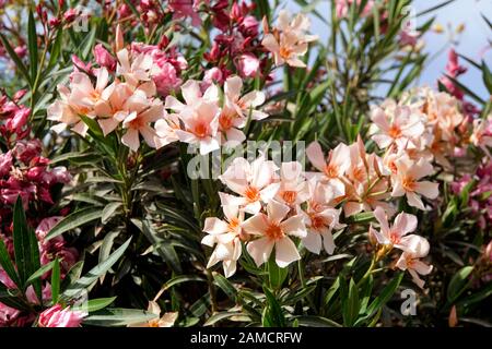 Oleandro (Nerium oleander), lachsfarbene ibrido, El Quseir, Ägypten Foto Stock