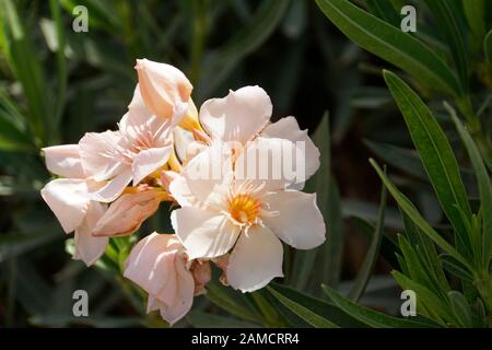 Oleandro (Nerium oleander), lachsfarbene ibrido, El Quseir, Ägypten Foto Stock