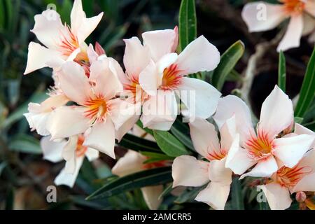 Oleandro (Nerium oleander), lachsfarbene ibrido, El Quseir, Ägypten Foto Stock