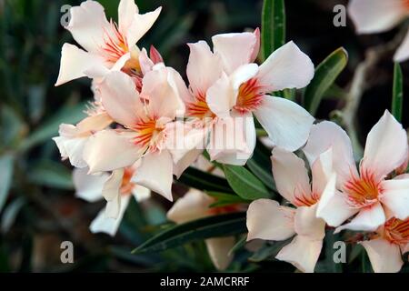 Oleandro (Nerium oleander), lachsfarbene ibrido, El Quseir, Ägypten Foto Stock