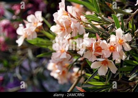 Oleandro (Nerium oleander), lachsfarbene ibrido, El Quseir, Ägypten Foto Stock