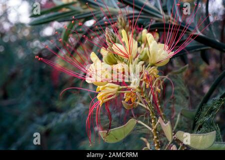 Paradiesvogelbusch (Caesalpinia gilliesii), Paradiesvogelstrauch, El Quseir, Ägypten Foto Stock