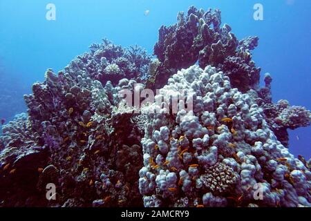 Juwelen-Fahnenbarsche (Pseudanthias Squamipinnis) Am Korallenriff, El Quseir, Ägypten Foto Stock