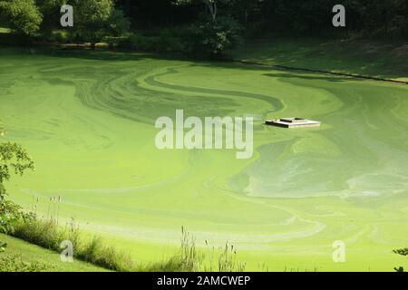 Alghe fioriscono completamente che copre un piccolo lago nella Virginia rurale, Stati Uniti Foto Stock