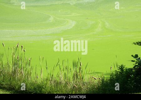 Le alghe fioriscono completamente coprendo un piccolo lago nella Virginia rurale Foto Stock