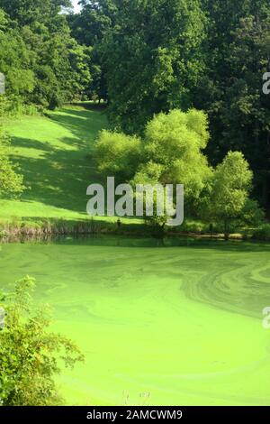 Le alghe fioriscono completamente coprendo un piccolo lago nella Virginia rurale Foto Stock