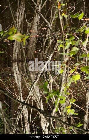 Giovani alberi che crescono in zona paludosa al bordo di un laghetto. Riflessioni nell'acqua. Virginia, Stati Uniti. Foto Stock