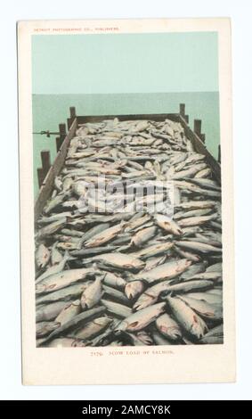 Scow Load of Salmon, Oregon numero di serie della cartolina: 7179 1903-1904.; Scow Load of Salmon, Oregon Foto Stock