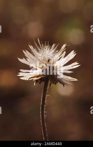 Vista ravvicinata della secca semi di dente di leone Foto Stock