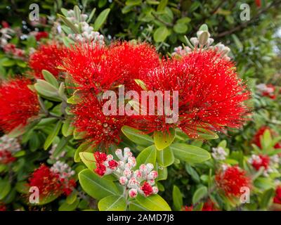 Rosso, vibrante pohutakawa gemme e fiori fiorire in estate intorno costa Kaikoura, Nuova Zelanda Foto Stock